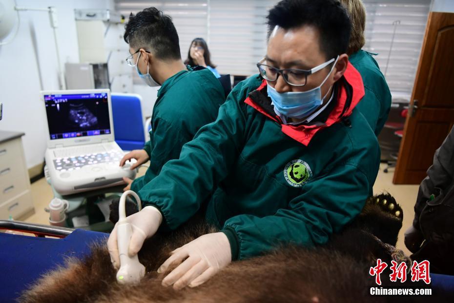 パンダの「如意」と「丁丁」、まもなくロシアに出発