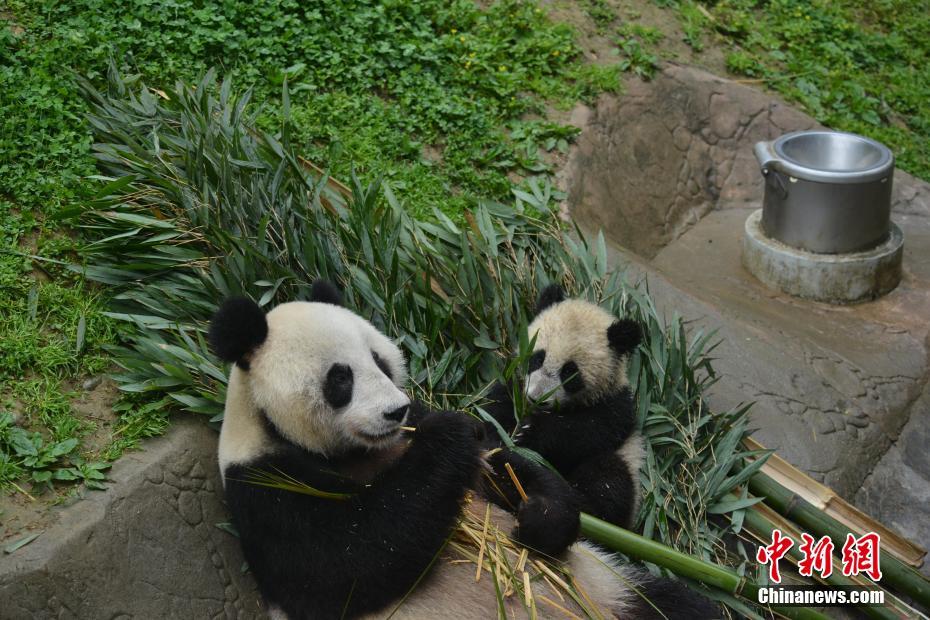 母パンダの「海子（ハイズ）」と一緒にエサを食べる「丁丁」（撮影?李伝有）。
