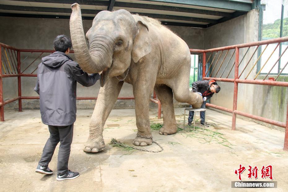 茜茜のフットケアをする無錫市動物園の飼育員?陳さんたち（4月28日、撮影?孫権）。