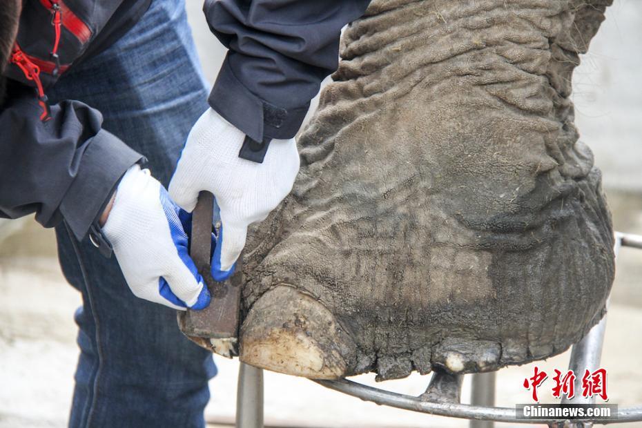 無錫市動物園のメスゾウが彼氏を待ちながらフットケア　江蘇省