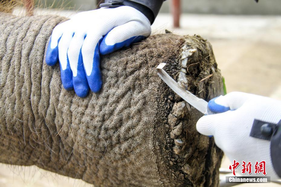 無(wú)錫市動(dòng)物園のメスゾウが彼氏を待ちながらフットケア　江蘇省