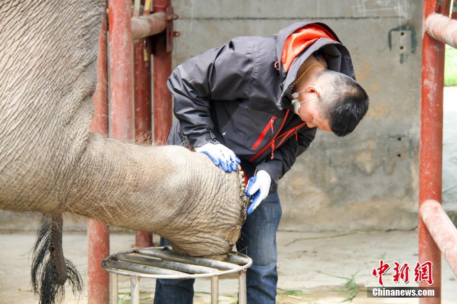 無(wú)錫市動(dòng)物園のメスゾウが彼氏を待ちながらフットケア　江蘇省