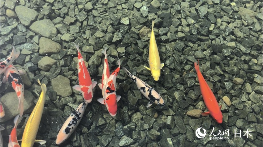 日本庭園と建物のコラボで創(chuàng)り出す和の空間　2019北京世園會