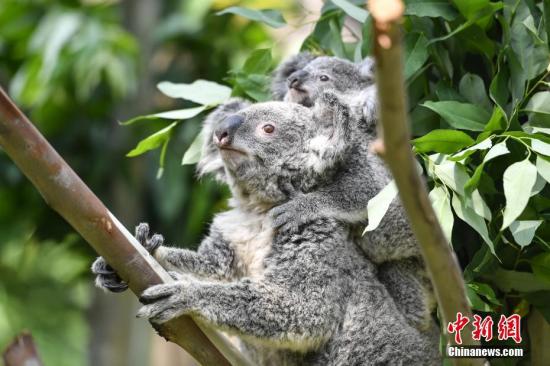 広州市、世界初の「有袋類研究センター」を設(shè)立