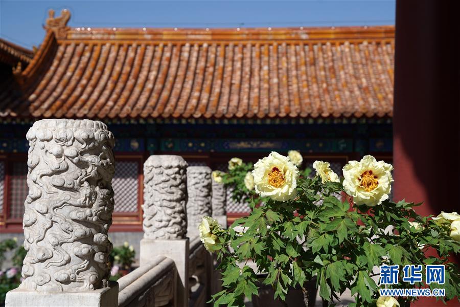 紫禁城で牡丹を観賞　山東産70種類が展示