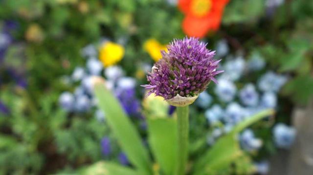 そうだ、花見に行こう！カラフルな花いっぱいの北京世園會(huì)