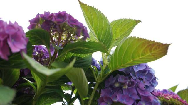 そうだ、花見に行こう！カラフルな花いっぱいの北京世園會