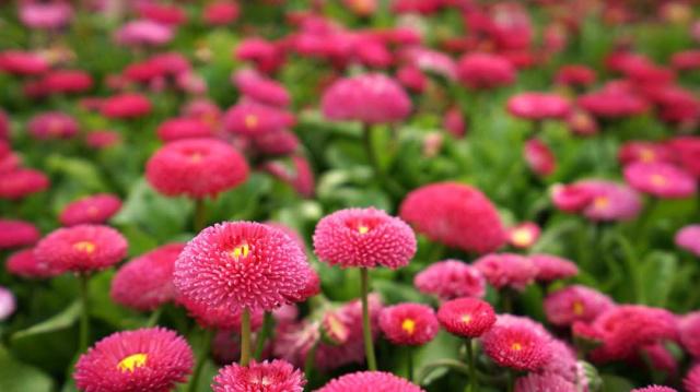そうだ、花見(jiàn)に行こう！カラフルな花いっぱいの北京世園會(huì)