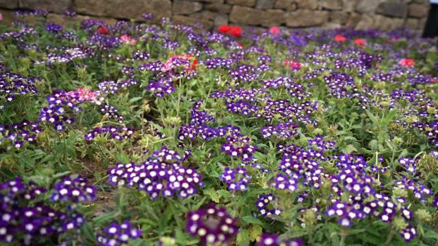 そうだ、花見に行こう！カラフルな花いっぱいの北京世園會