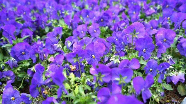 そうだ、花見に行こう！カラフルな花いっぱいの北京世園會