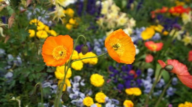 そうだ、花見に行こう！カラフルな花いっぱいの北京世園會(huì)