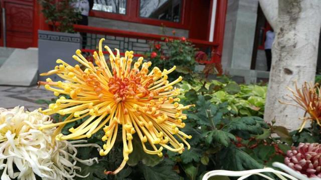 そうだ、花見に行こう！カラフルな花いっぱいの北京世園會