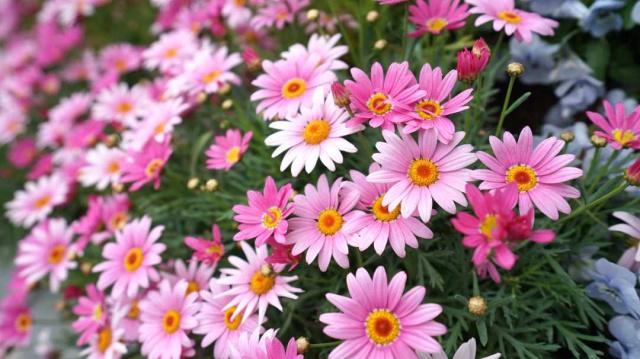 そうだ、花見に行こう！カラフルな花いっぱいの北京世園會(huì)