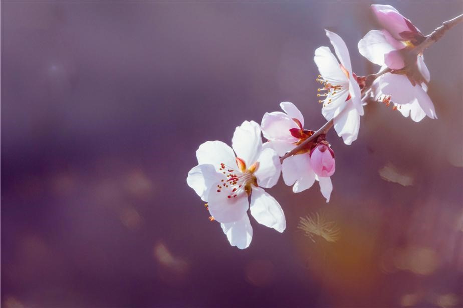 一路北へ向かい北京郊外の花園へ