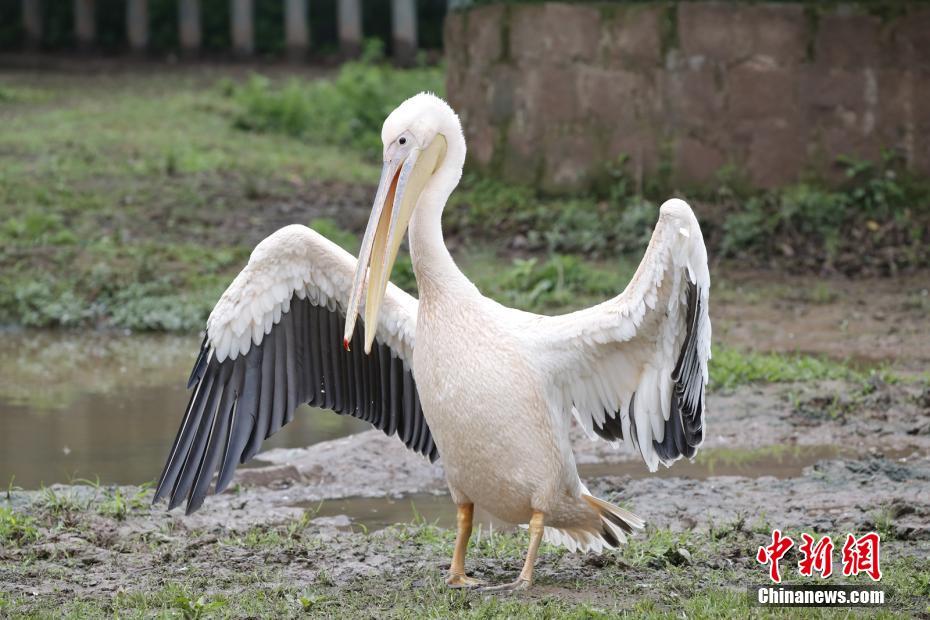 動物界からも笑顔を！世界スマイルデー