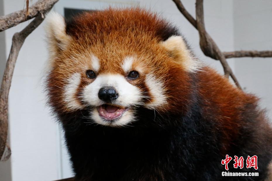 動(dòng)物界からも笑顔を！世界スマイルデー