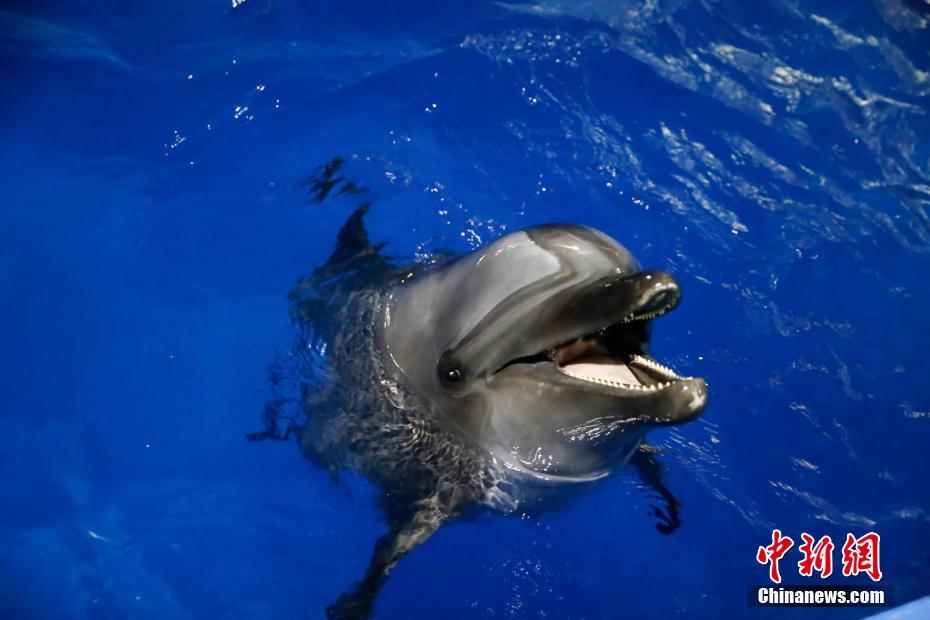 動物界からも笑顔を！世界スマイルデー