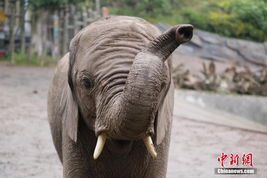 動(dòng)物界からも笑顔を！世界スマイルデー