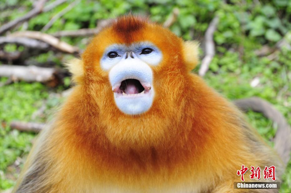 神農(nóng)架の生態(tài)環(huán)境が改善され、キンシコウが著実に増加