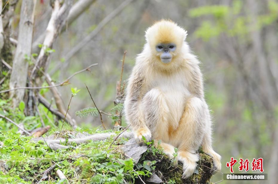 神農(nóng)架の生態(tài)環(huán)境が改善され、キンシコウが著実に増加