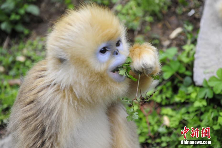 神農(nóng)架の生態(tài)環(huán)境が改善され、キンシコウが著実に増加