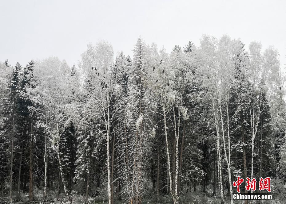 新疆の山村の雪景色、「水墨畫の世界」広がる