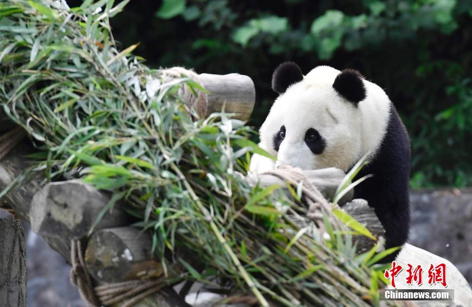 パンダの「白雲(yún)」と「小禮物」が米國から「帰國」　四川省に到著