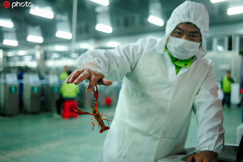 湖北省の男性がザリガニ専用の洗濯機(jī)を開発　洗濯後もザリガニは元?dú)?></td></tr><tr><td class=