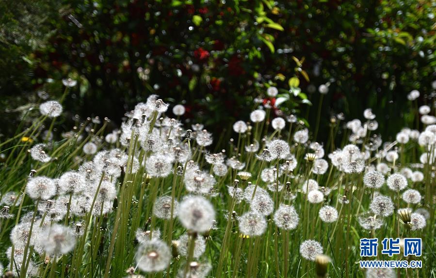 ラサの花園?ノルブリンカを訪ねて