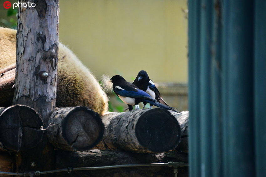 パンダの毛をむしるカササギ（寫真著作権は東方ICが所有のため転載禁止）。