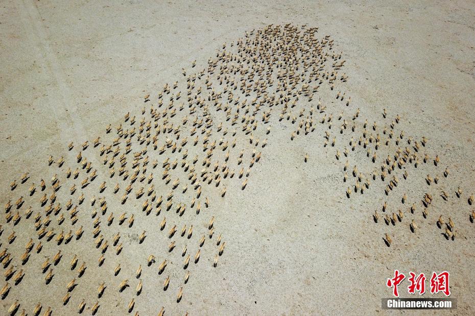 出産シーズンを迎えたチルーの大移動(dòng)　