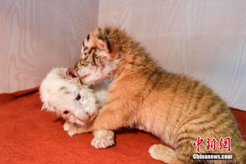 ゴールデンタイガーとホワイトタイガーの雙子の赤ちゃんが生後1ヶ月に　杭州