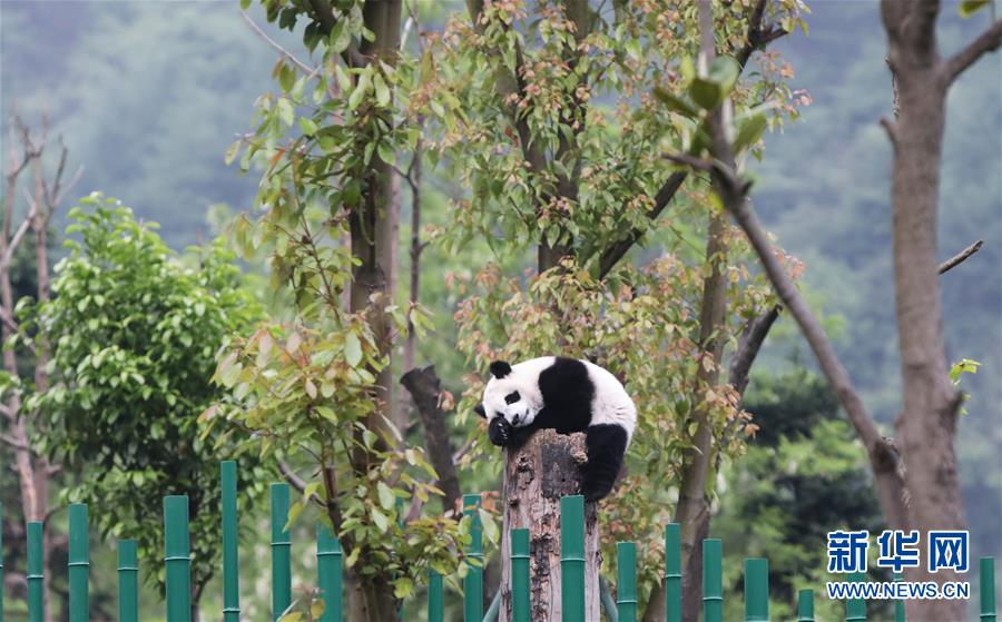 初夏を迎えた「パンダの幼稚園」を訪ねて　四川省