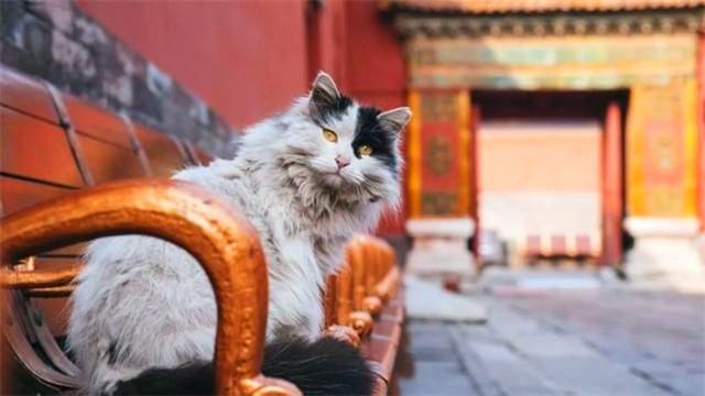 故宮の貓あてにキャットフードが各地から続々！ 元故宮博物院長(zhǎng)が語(yǔ)る