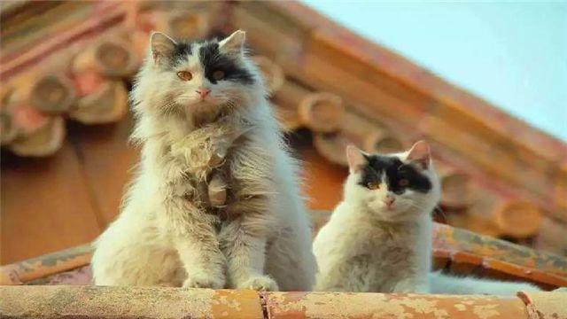 故宮の貓あてにキャットフードが各地から続々！ 元故宮博物院長が語る