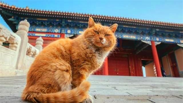 故宮の貓あてにキャットフードが各地から続々！ 元故宮博物院長が語る