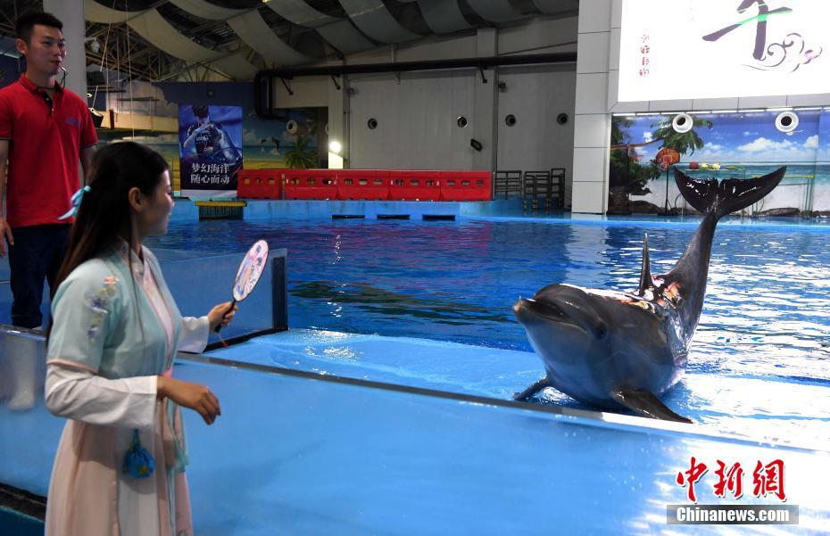 端午節(jié)祝いイルカに「粽」、漢服による関連イベントも　 安徽省合肥海洋世界
