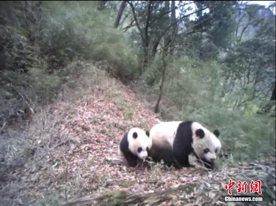 甘粛省の野生のパンダの親子（畫像は甘粛省白水江國家級自然保護(hù)區(qū)管理局が提供）。