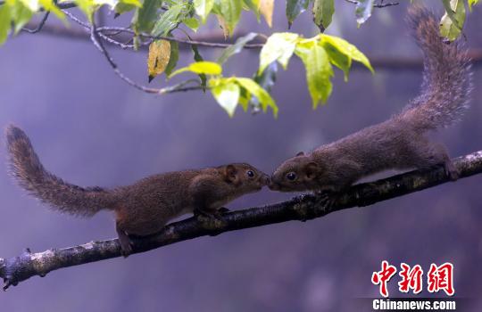 現(xiàn)世の仙境、動(dòng)植物の王國(guó) 江西?三清山