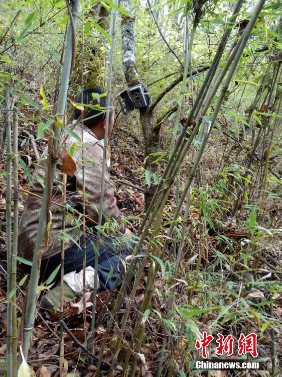 四川勿角保護(hù)區(qū)で野生パンダの撮影に成功