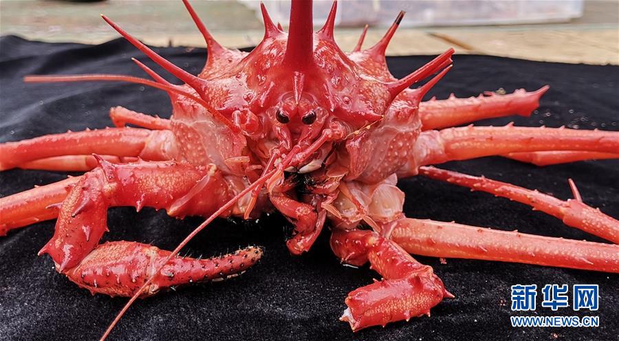 中國(guó)の無(wú)人潛水艇「発見(jiàn)號(hào)」、西太平洋の海山で深海蟹を採(cǎi)取