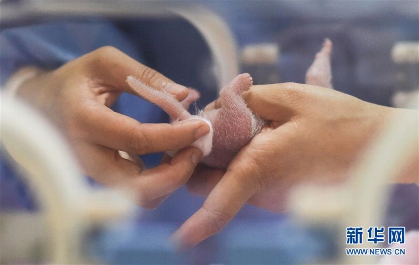 人工飼育パンダ「績(jī)麗」がメスの赤ちゃんを出産