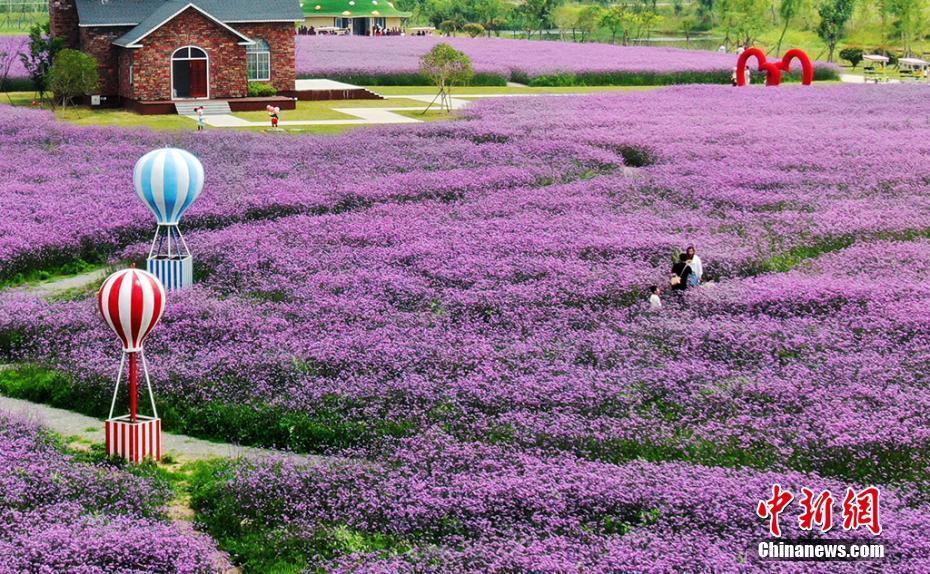 「花の?！工酸Eいしれる　江蘇省南通市のフラワーパーク「鮮花小鎮(zhèn)」