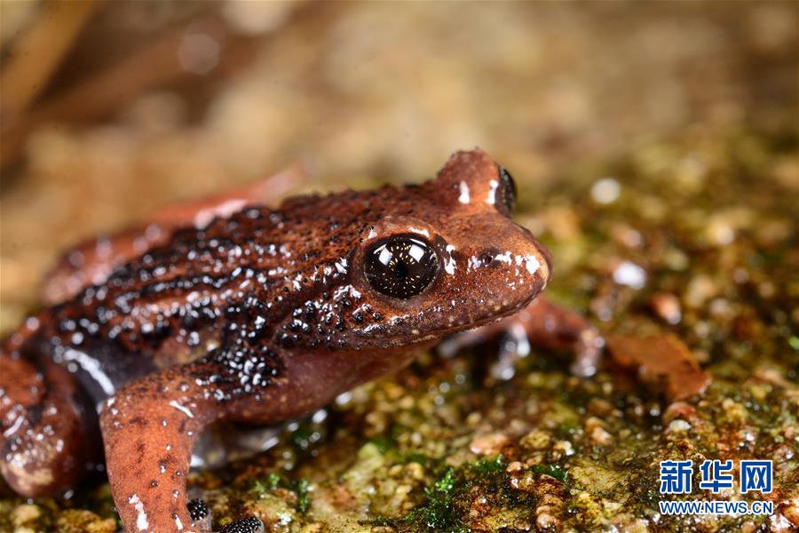ニューギニア島、両生類の理想的な避難所に