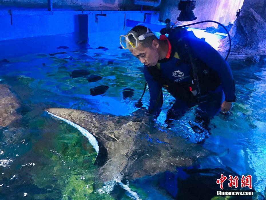 セールスマンから魚の飼育員へ！蘭州の若者の華麗なる転職　甘粛省