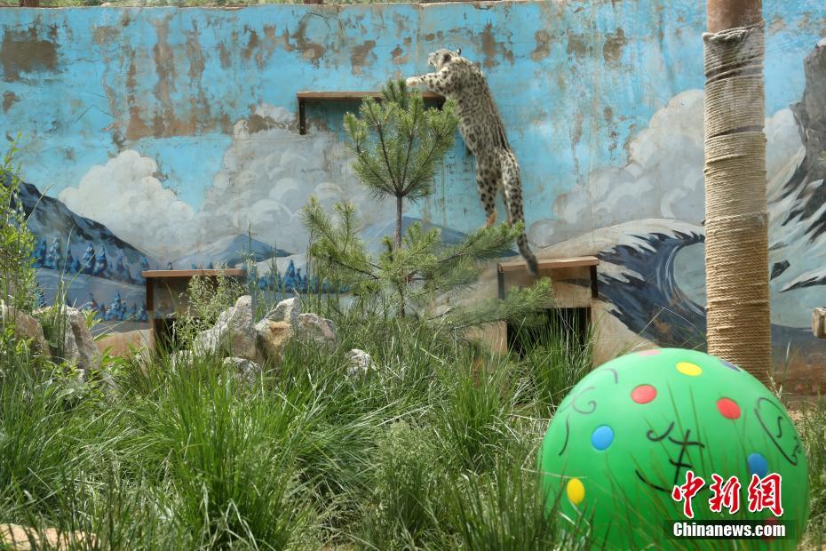 中國(guó)で初めて人工繁殖?飼育に成功したユキヒョウが繁殖活動(dòng)へ