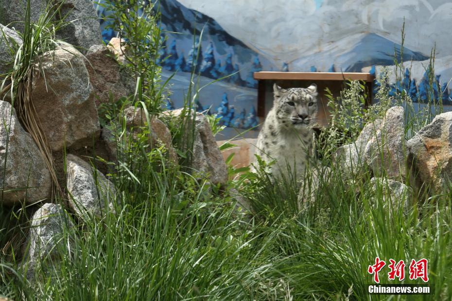 中國で初めて人工繁殖?飼育に成功したユキヒョウが繁殖活動へ