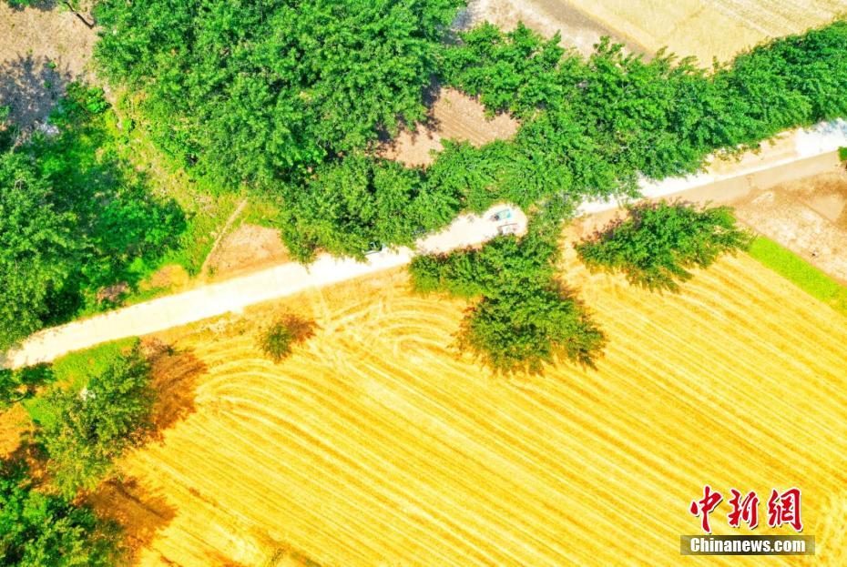 波打つ穂はまるで金色の大海原　小麥の収穫期迎えた安徽北部