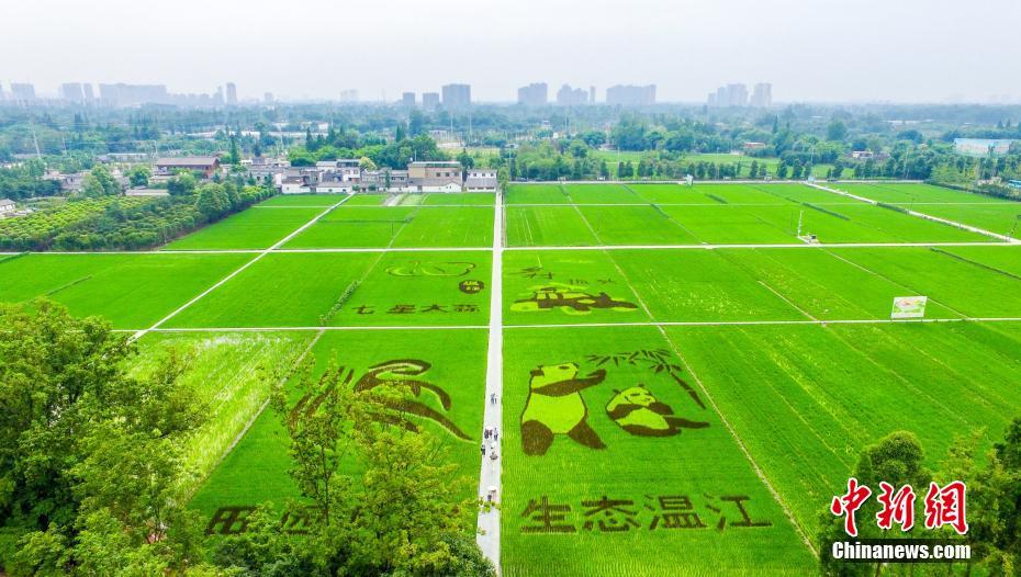 田んぼに出現(xiàn)した巨大「パンダ」　四川省