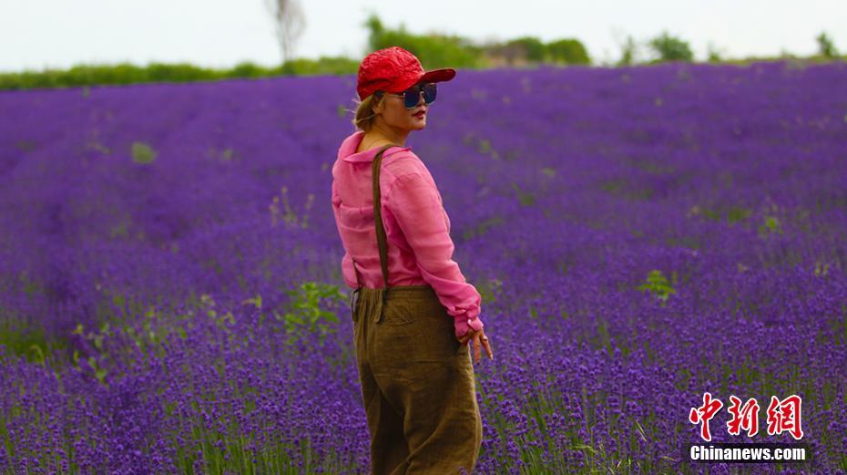一面の満開のラベンダーに酔う　新疆霍城県